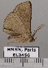  ( - EL2456)  @12 [ ] CreativeCommons - Attribution (2015) MNHN Muséum national d'Histoire naturelle
