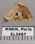  (Thyridospila sp. JB1454 - EL2457)  @13 [ ] CreativeCommons - Attribution (2015) MNHN Muséum national d'Histoire naturelle