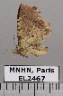  (Polypogon histrio - EL2467)  @12 [ ] CreativeCommons - Attribution (2015) MNHN Muséum national d'Histoire naturelle