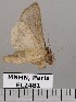  (Enigmogramma feisthamelii - EL2481)  @13 [ ] CreativeCommons - Attribution (2015) MNHN Muséum national d'Histoire naturelle