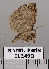  ( - EL2490)  @13 [ ] CreativeCommons - Attribution (2015) MNHN Muséum national d'Histoire naturelle
