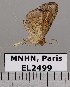  ( - EL2499)  @13 [ ] CreativeCommons - Attribution (2015) MNHN Muséum national d'Histoire naturelle