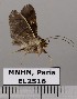  ( - EL2516)  @13 [ ] CreativeCommons - Attribution (2015) MNHN Muséum national d'Histoire naturelle
