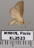  ( - EL2523)  @12 [ ] CreativeCommons - Attribution (2015) MNHN Muséum national d'Histoire naturelle