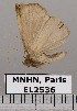  (Isogona sp. JB819 - EL2536)  @13 [ ] CreativeCommons - Attribution (2015) MNHN Muséum national d'Histoire naturelle