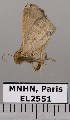  ( - EL2551)  @13 [ ] CreativeCommons - Attribution (2015) MNHN Muséum national d'Histoire naturelle