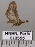  ( - EL2555)  @13 [ ] CreativeCommons - Attribution (2015) MNHN Muséum national d'Histoire naturelle