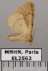  (Deinopa sp. JB909 - EL2562)  @14 [ ] CreativeCommons - Attribution (2015) MNHN Muséum national d'Histoire naturelle
