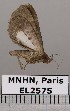 ( - EL2575)  @11 [ ] CreativeCommons - Attribution (2015) MNHN Muséum national d'Histoire naturelle