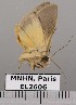  ( - EL2606)  @12 [ ] CreativeCommons - Attribution (2015) MNHN Muséum national d'Histoire naturelle