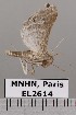  (Neopalthis - EL2614)  @14 [ ] CreativeCommons - Attribution (2015) MNHN Muséum national d'Histoire naturelle