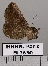  ( - EL2650)  @11 [ ] CreativeCommons - Attribution (2015) MNHN Muséum national d'Histoire naturelle