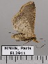  (HerminiinaeGEN sp. JB1194 - EL2911)  @13 [ ] CreativeCommons - Attribution (2015) MNHN Muséum national d'Histoire naturelle