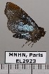  ( - EL2923)  @12 [ ] CreativeCommons - Attribution (2015) MNHN Muséum national d'Histoire naturelle