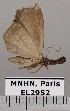  ( - EL2952)  @13 [ ] CreativeCommons - Attribution (2015) MNHN Muséum national d'Histoire naturelle