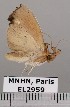  (Goniapteryx sp. JB517 - EL2959)  @14 [ ] CreativeCommons - Attribution (2015) MNHN Muséum national d'Histoire naturelle