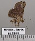  ( - EL2974)  @13 [ ] CreativeCommons - Attribution (2015) MNHN Muséum national d'Histoire naturelle