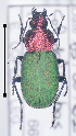  (Chlaenius fulgidicollis - 14010658-2024P1D2)  @11 [ ] CreativeCommons - Attribution Non-Commercial No Derivatives (2024) Eric Lopez Eric Lopez - Ecologue Entomologiste