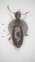  (Cyclodinus longipilis - 14012576-2024P1D1)  @11 [ ] CreativeCommons - Attribution Non-Commercial No Derivatives (2024) Eric Lopez Eric Lopez - Ecologue Entomologiste