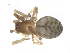  ( - BIOUG32540-E03)  @11 [ ] CreativeCommons - Attribution (2017) G. Blagoev Centre for Biodiversity Genomics
