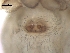  ( - BIOUG32540-E03)  @11 [ ] CreativeCommons - Attribution (2017) G. Blagoev Centre for Biodiversity Genomics