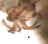  ( - BIOUG32568-F08)  @11 [ ] CreativeCommons - Attribution (2017) G. Blagoev Centre for Biodiversity Genomics