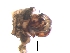  ( - BIOUG32568-F01)  @11 [ ] CreativeCommons - Attribution (2017) G. Blagoev Centre for Biodiversity Genomics