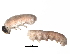  (Empria coryli - BIOUG25734-D12)  @12 [ ] CreativeCommons - Attribution (2017) CBG Photography Group Centre for Biodiversity Genomics