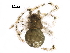  ( - BIOUG32540-E01)  @11 [ ] CreativeCommons - Attribution (2017) CBG Photography Group Centre for Biodiversity Genomics