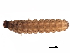  (Silis percomis - BIOUG32542-G08)  @14 [ ] CreativeCommons - Attribution (2017) CBG Photography Group Centre for Biodiversity Genomics