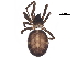  (Steatoda cf. hespera - BIOUG32586-A05)  @11 [ ] CreativeCommons - Attribution (2018) CBG Photography Group Centre for Biodiversity Genomics