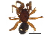  (Asagena - BIOUG32598-B02)  @15 [ ] CreativeCommons - Attribution (2018) CBG Photography Group Centre for Biodiversity Genomics