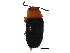  (Triplax macra - BIOUG34971-A08)  @14 [ ] CreativeCommons - Attribution (2018) CBG Photography Group Centre for Biodiversity Genomics