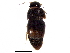  ( - BIOUG34974-C08)  @13 [ ] CreativeCommons - Attribution (2017) CBG Photography Group Centre for Biodiversity Genomics