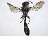  ( - BIOUG35433-H09)  @11 [ ] CreativeCommons - Attribution (2022) CBG Photography Group Centre for Biodiversity Genomics