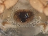  (Euryopis gertschi - BIOUG34975-F04)  @11 [ ] CreativeCommons - Attribution (2017) G. Blagoev Centre for Biodiversity Genomics
