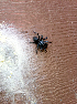  ( - BIOUG32586-E06)  @11 [ ] CreativeCommons - Attribution (2021) Unspecified Centre for Biodiversity Genomics