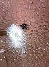  ( - BIOUG32586-E06)  @11 [ ] CreativeCommons - Attribution (2021) Unspecified Centre for Biodiversity Genomics