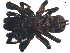  ( - BIOUG32586-E06)  @11 [ ] CreativeCommons - Attribution (2021) Unspecified Centre for Biodiversity Genomics