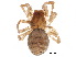  ( - BIOUG35460-A04)  @11 [ ] CreativeCommons - Attribution (2018) CBG Photography Group Centre for Biodiversity Genomics