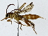  ( - BIOUG91311-C11)  @11 [ ] CreativeCommons - Attribution (2022) CBG Photography Group Centre for Biodiversity Genomics