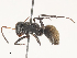  ( - CBG-A53653-H08)  @11 [ ] CreativeCommons - Attribution Share - Alike (2024) CBG Photography Group Centre for Biodiversity Genomics