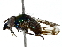  ( - BIOUG91302-E07)  @11 [ ] CreativeCommons - Attribution (2022) CBG Photography Group Centre for Biodiversity Genomics