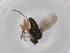 (Chrysotus brevicornis - BIOUG95188-F02)  @11 [ ] CreativeCommons - Attribution (2022) Centre for Biodiversity Genomics Centre for Biodiversity Genomics