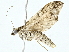  ( - BIOUG95344-H08)  @11 [ ] CreativeCommons - Attribution (2022) CBG Photography Group Centre for Biodiversity Genomics
