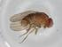  (Drosophila metzii - BIOUG95755-G05)  @11 [ ] CreativeCommons - Attribution (2023) Centre for Biodiversity Genomics Centre for Biodiversity Genomics