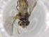  (Allograpta neosplendens - BIOUG95947-G02)  @11 [ ] CreativeCommons - Attribution (2023) Centre for Biodiversity Genomics Centre for Biodiversity Genomics