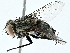  ( - BIOUG97727-C10)  @11 [ ] CreativeCommons - Attribution (2022) CBG Photography Group Centre for Biodiversity Genomics