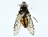  (Xanthandrus flavomaculatus - BIOUG97727-G12)  @11 [ ] CreativeCommons - Attribution (2022) CBG Photography Group Centre for Biodiversity Genomics
