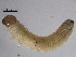  ( - 10PROBE-18720)  @12 [ ] CreativeCommons - Attribution (2010) CBG Photography Group Centre for Biodiversity Genomics